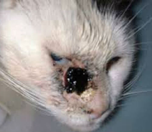 Плоскоклеточный рак у кошек: симптомы, причины и лечение