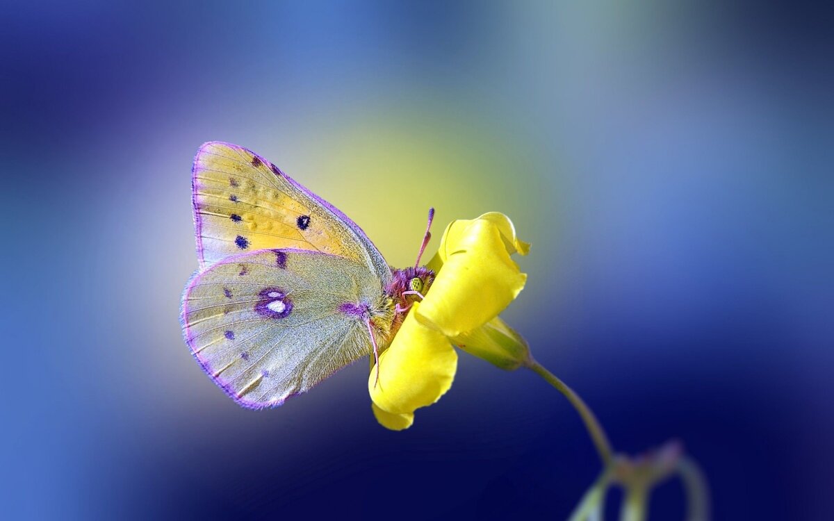 Фото взято из Яндекса.