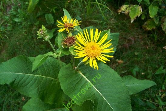 Девясила содержит инулин и хеленин, их часто использовали в древности в медицине, в качестве тонизирующего и стимулирующего средства. Он остается популярным в наше время среди людей которые берегут здоровье и принимают природные средства народной медицине. Травники рекомендуют клейкие корни 2-3-летних растений вырезать и высушить, а затем используют их в качестве отхаркивающего средства, для легких и помощи при лечении простуды, гриппа и бронхита. Это растение также используется травниками как пищеварительный тоник, средство против паразитов, для регулирования менструального цикла и удержание жидкости. Его больше всего применяют для облегчения респираторных заболеваний и используют в качестве пищеварительного тоника, который помогает процессу восстановления.