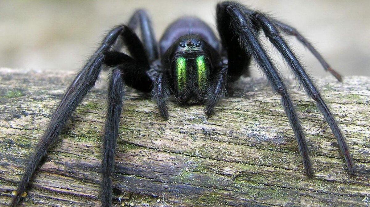 Паучендра из Хоббитов спустя столько лет