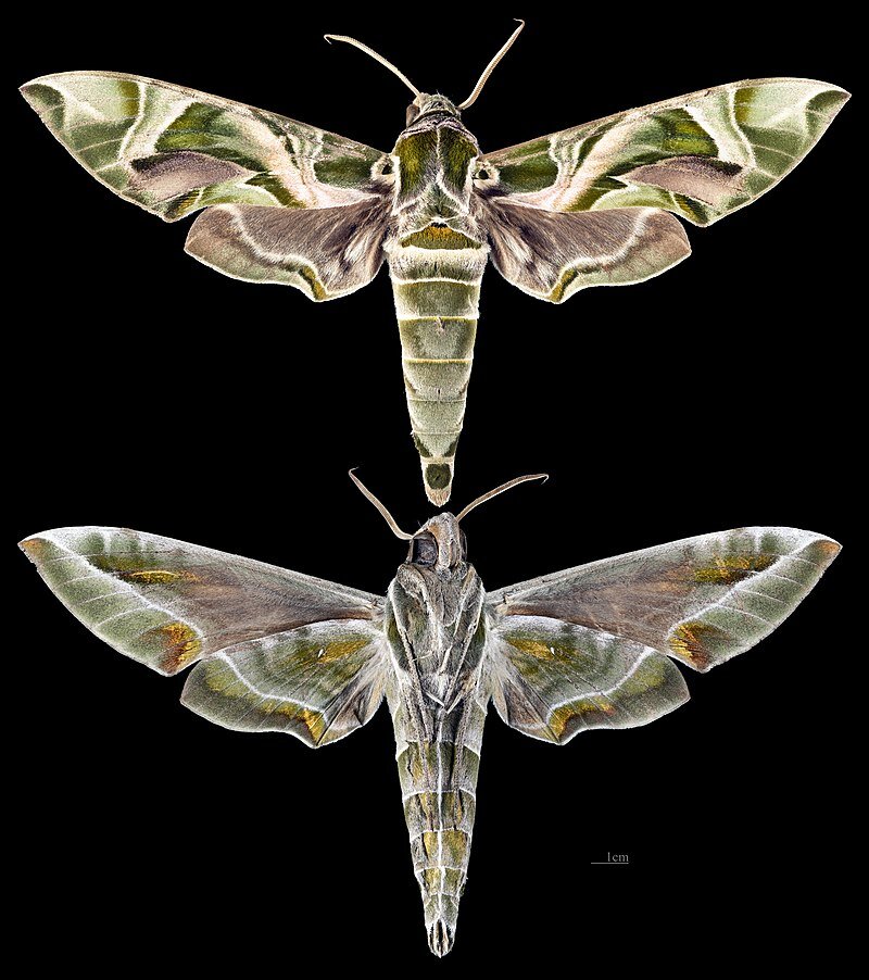 Встречается больше в средней полосе России.