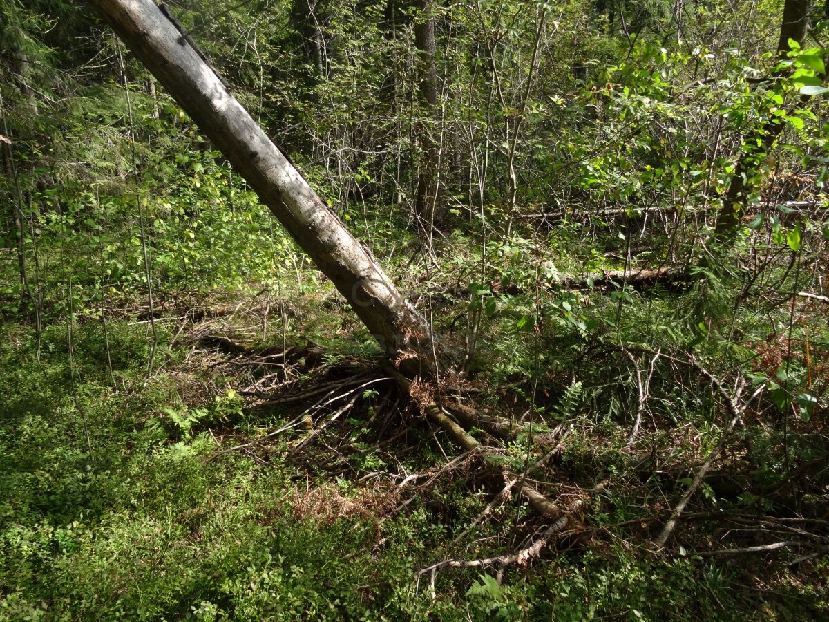 красивый пример ситуации