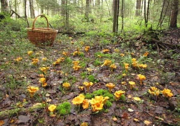 Наша мечта! Фото из открытого источника. 