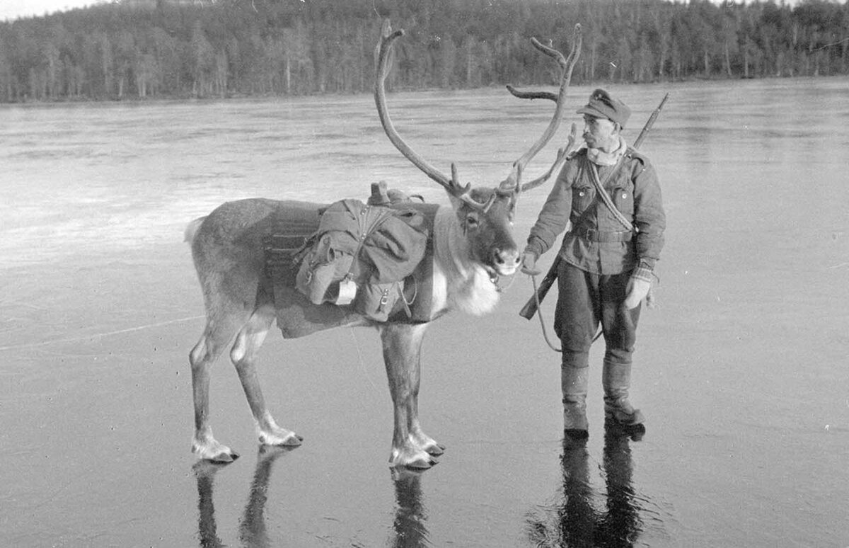 Олени вов. Олени в годы войны 1941-1945. Лоси и олени на войне 1941-1945. Лоси в финской войне 1939. Северные олени в ВОВ 1941-1945 гг