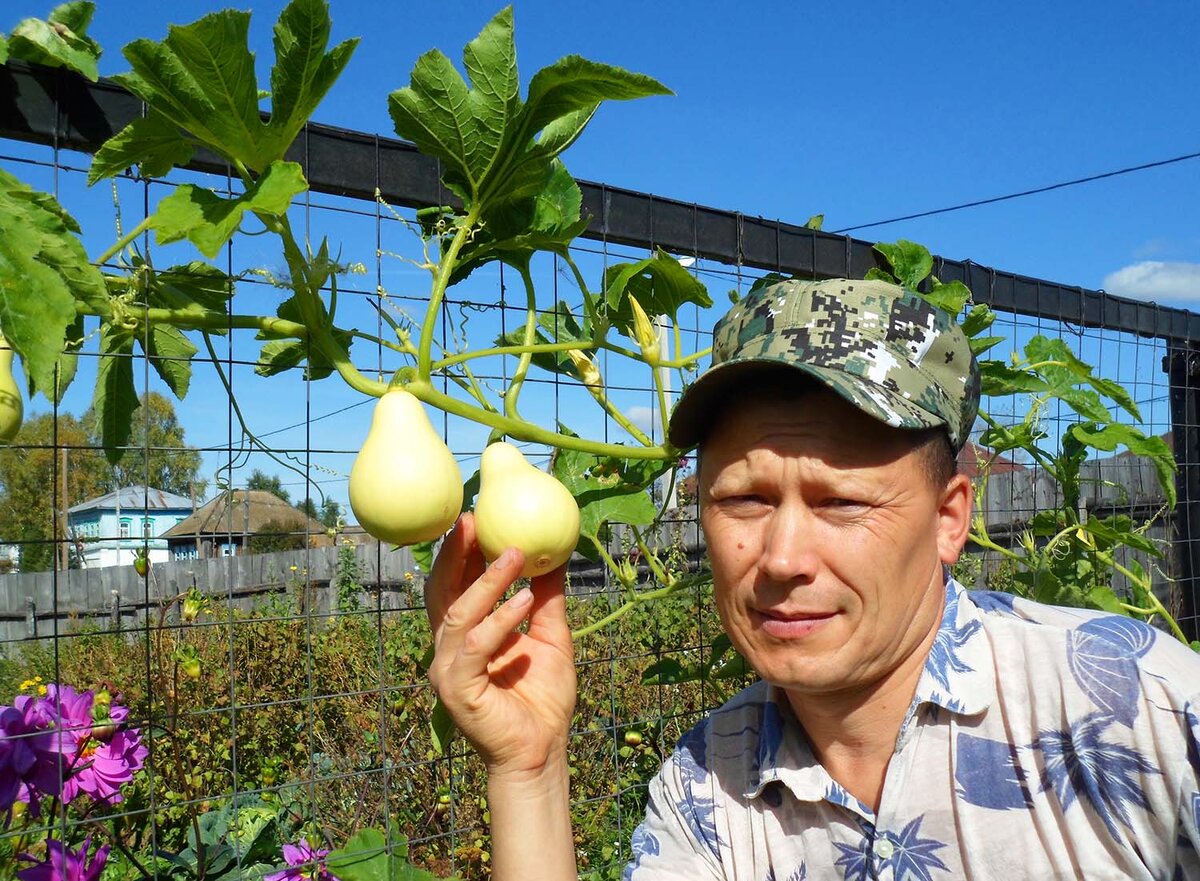 Очень похожи на груши! Вылитые они!