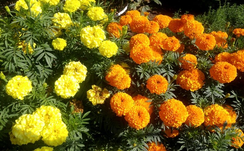 Бархатцы осенью