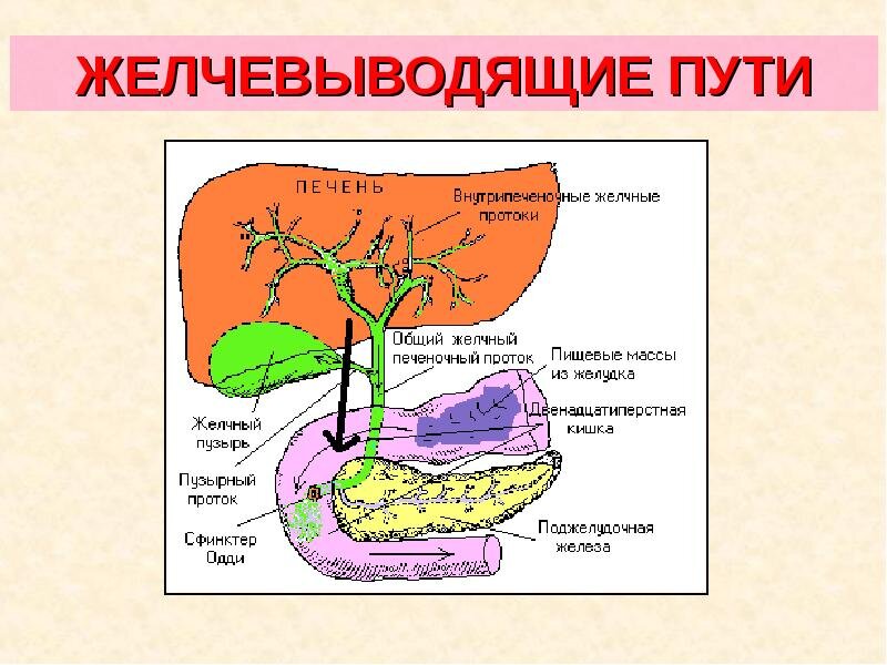 Желчный пузырь на схеме человека