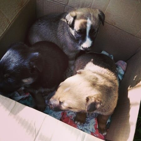 В 8:00 обнаружили их в мешке около церкви...До 15:00 они были в мешке и ни кто не помог им....