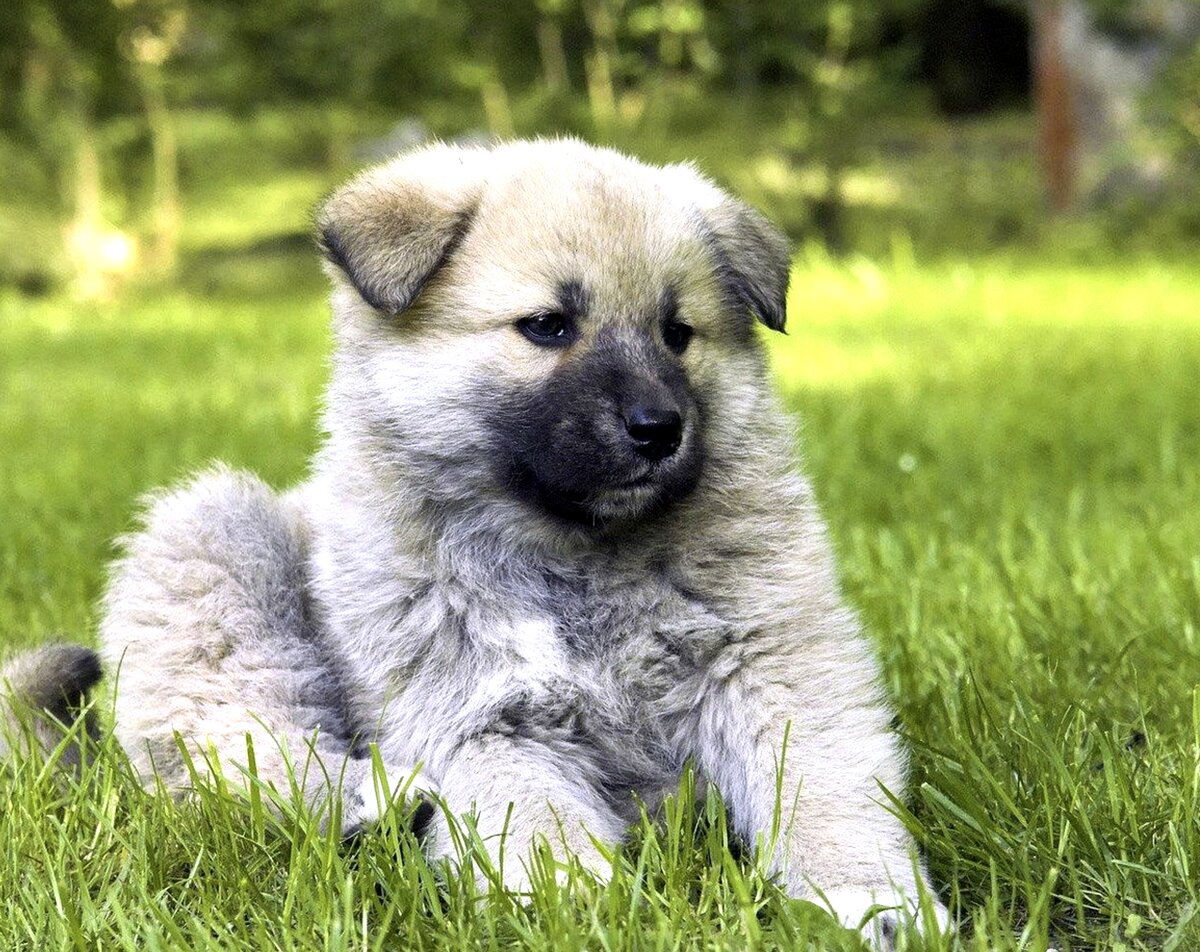 Очень обаятельная порода!