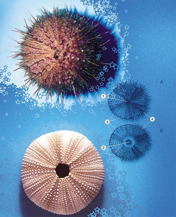 Тело  морских ежей состоит из двух полусфер: верхней (А) и нижней (Б). Рот  расположен в центре нижней части тела, а анальное отверстие — на  верхней. На схеме: 1- анальное отверстие, 2 — ротовое отверстие с  высовывающимися зубами Аристотелева фонаря; 3 — бугорки; 4 — иглы. На  фото вверху — палевый морской еж (Японское море), внизу — известковый  скелет ежа. Фото Ю. Яковлева