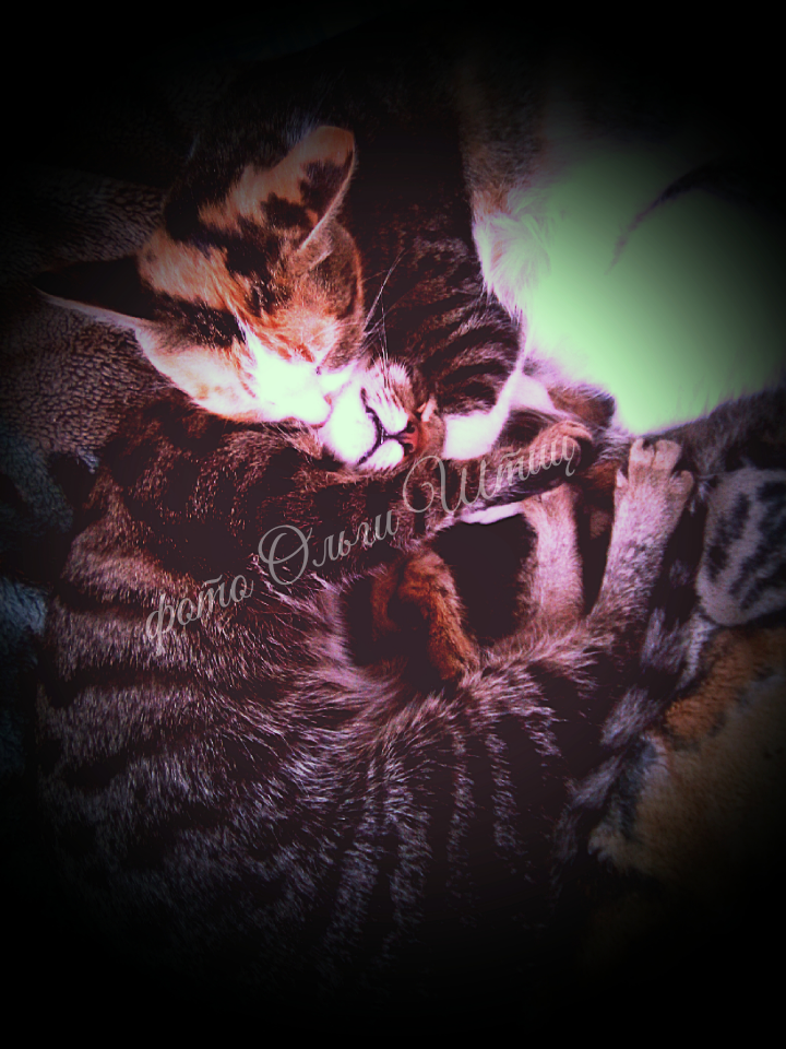 Кошка Муся. Кот Бурик. Фото Ольги Штиц