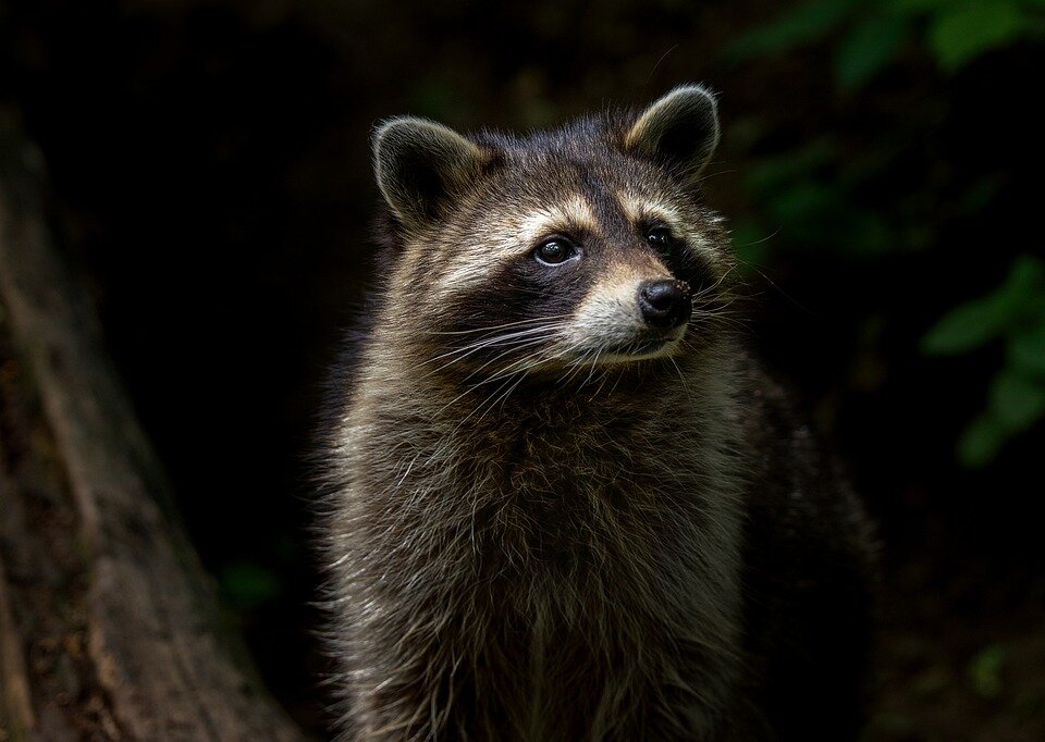 https://cdn.pixabay.com/photo/2019/08/01/12/19/raccoon-4377383_960_720.jpg