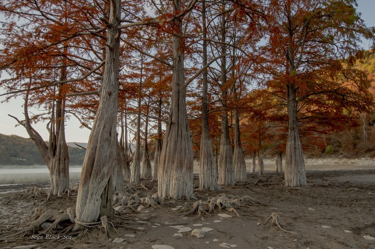 кипарисовое озеро сукко зимой