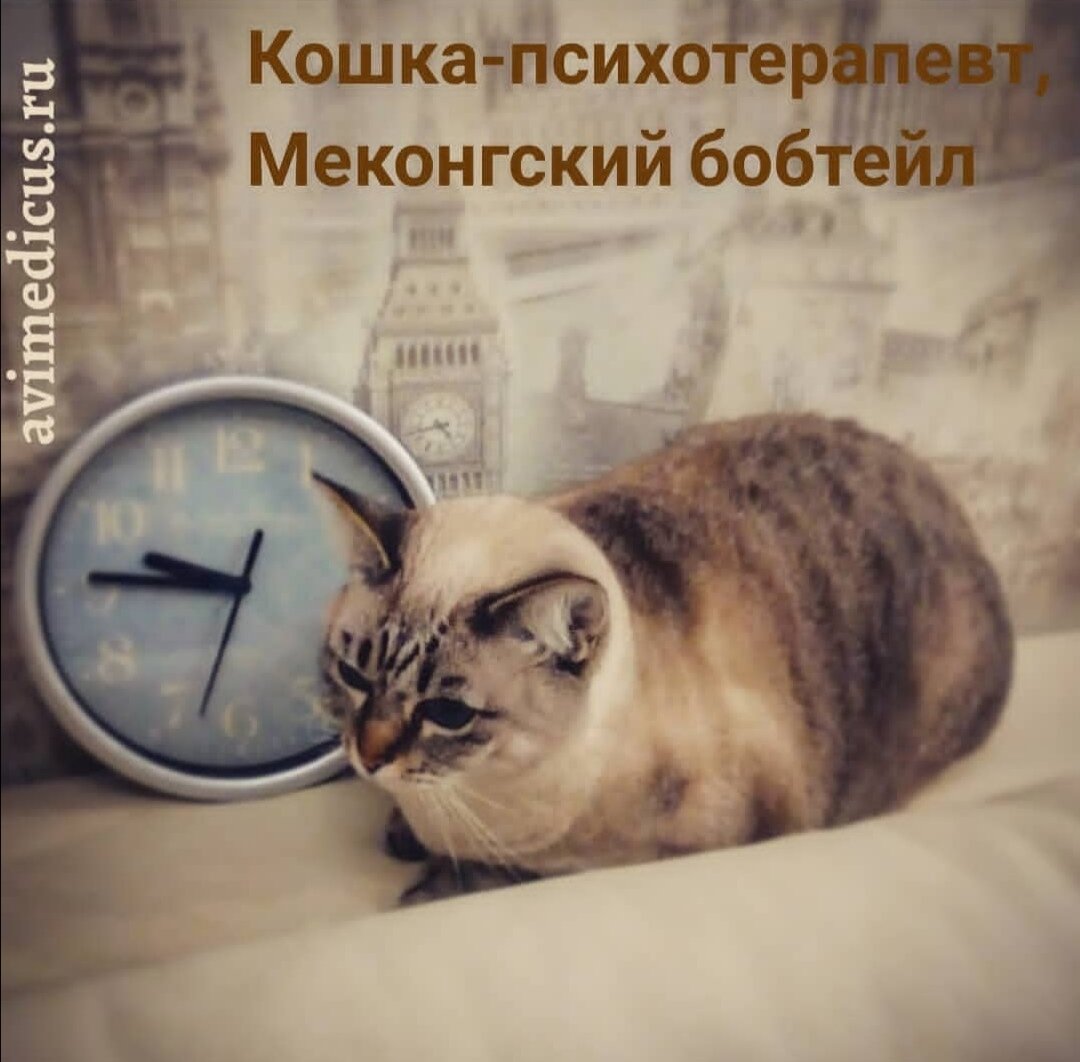 Tolaneku Bellatrix, меконгский бобтейл