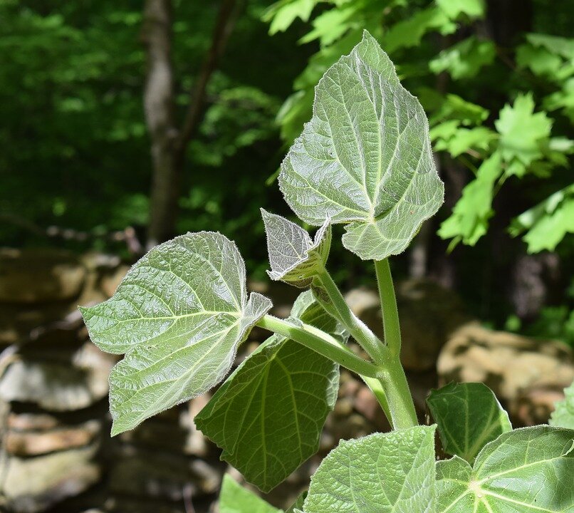 https://cdn.pixabay.com/photo/2017/04/24/23/35/new-paulownia-leaves-2258184_960_720.jpg