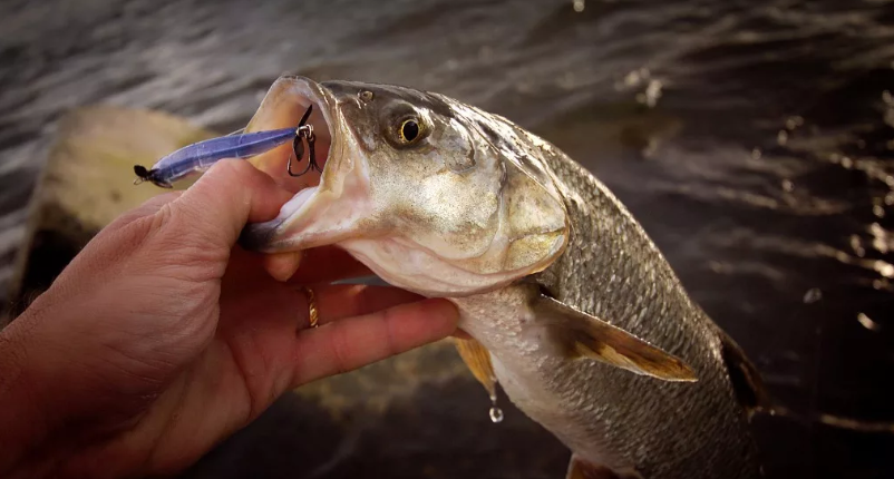 Тонкости ловли жереха. Фото из интернета.