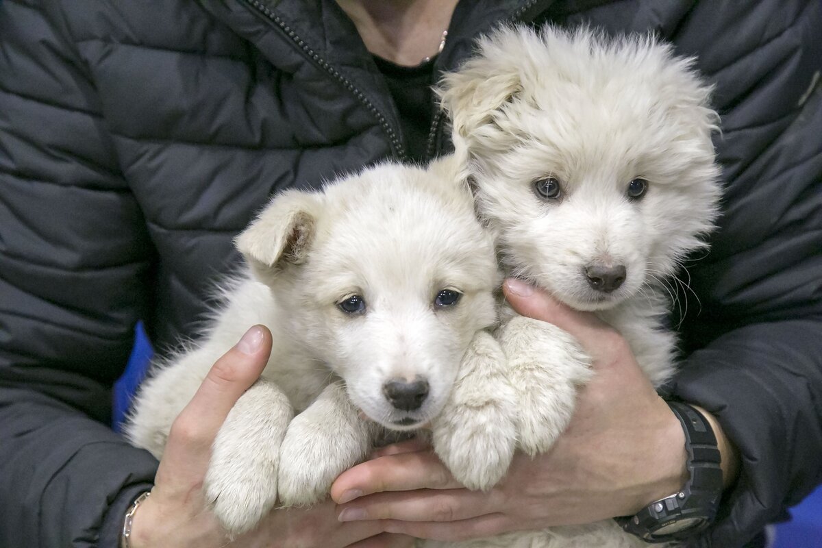созвездие сибирских псов приют в новосибирске.