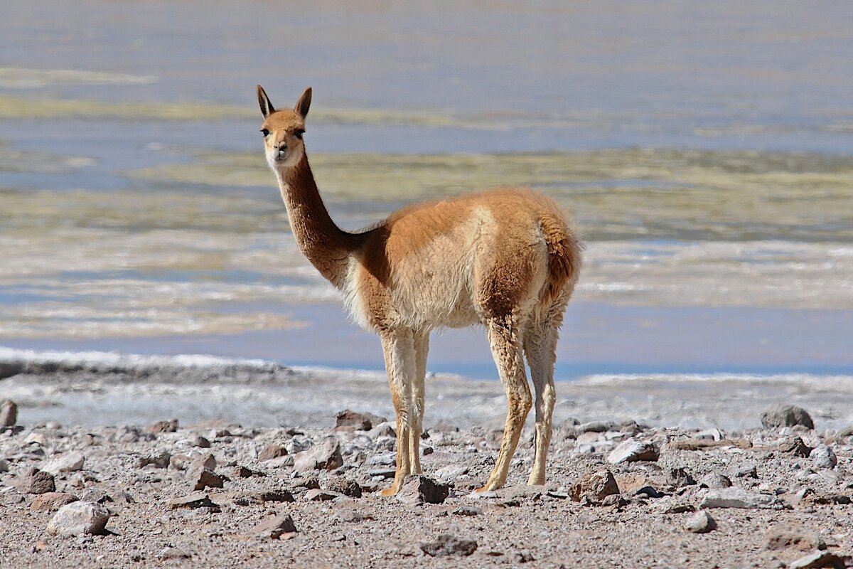фото яндекс