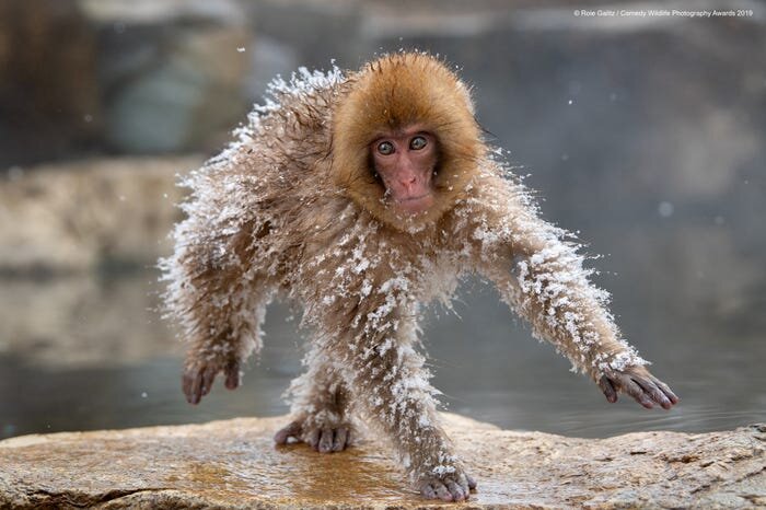  © Roie Galitz/Comedy Wildlife Photography Awards 2019 