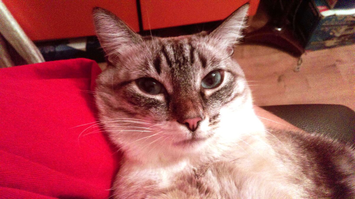 Укор. Как это - я уже здесь, а меня еще не начали гладить?