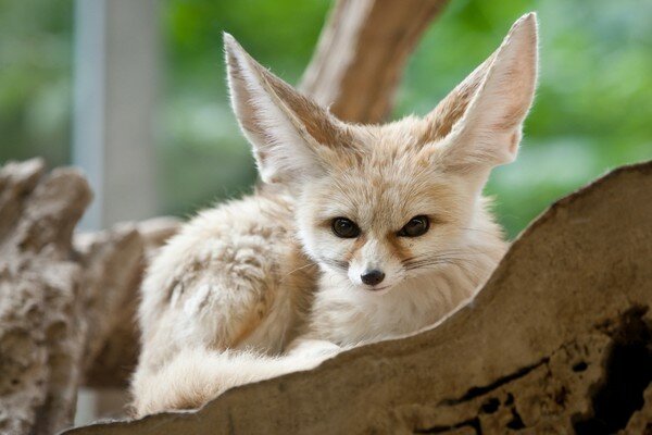 Александр Дымченко