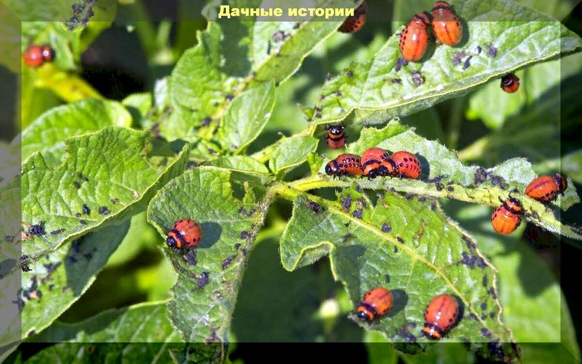 https://vk.com/photo-159774511_457243509