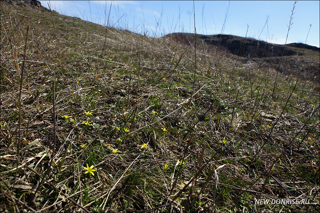 Первые цветы на склонах балки — гусиный лук