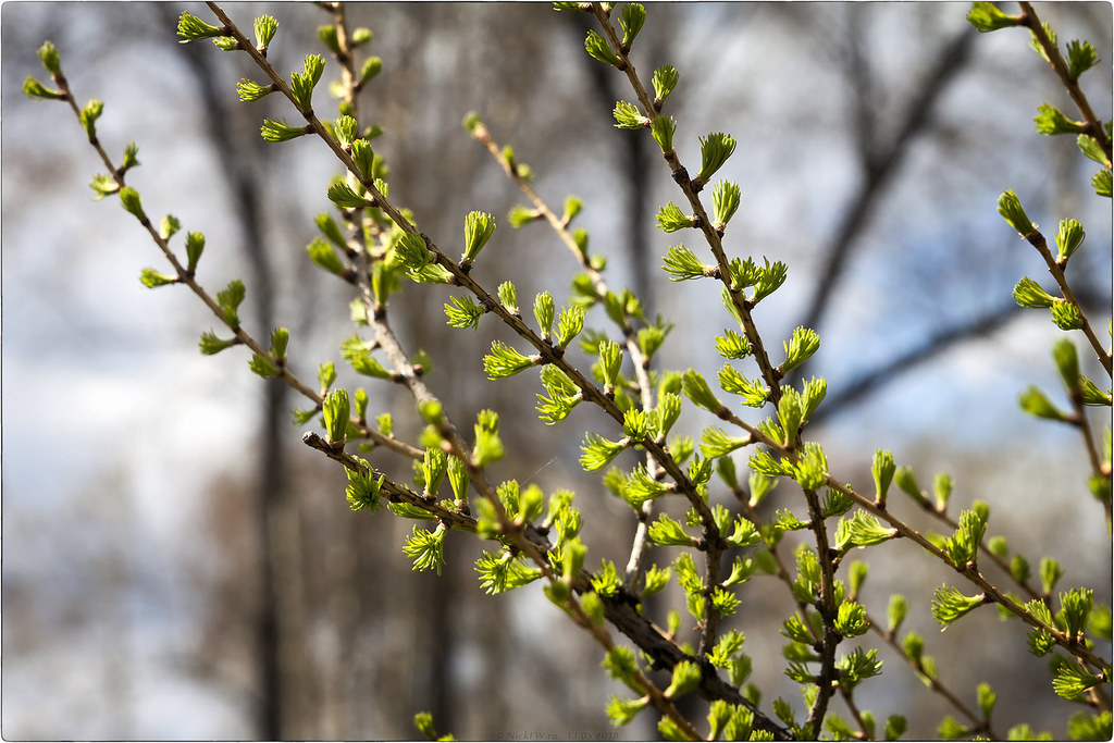 2.rodina.news последующие дни будут хотя и не очень х