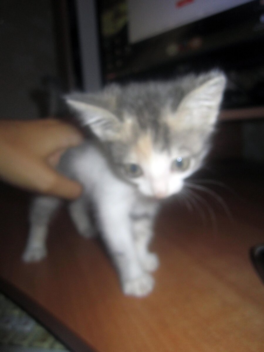 Спасённый от голода. Фото автора