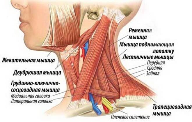 Как накачать шею и сделать ее крепче?