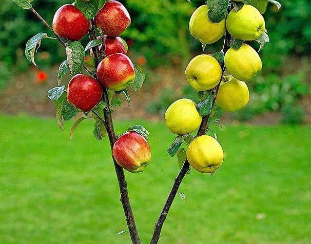 Два сорта яблони  на одном подвое