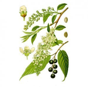 Черёмуха — хорошо известное всем растение, получившее повсеместное распространение в умеренных широтах. Многие думают, что основная ее функция — декоративная, забывая или не зная о том, что это деревце обладает общепризнанными лекарственными свойствами.