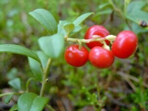 Кстати, из листьев черники специально получен препарат миртиллин, обладающий гипогликемическим действием и снижающий содержание крови в моче; он очень эффективен при лечении сахарного диабета.

Народная медицина рекомендует пить брусничный сок (ягод) и отвары (из листьев брусники). Специальный чай готовят настаиванием 1 ст. ложки листьев в 250 мл холодной воды (12 часов), затем настой доводят до кипения, охлаждают; принимают 10 дней, затем перерыв (10 дней) и повторение курса. Антидиабетический сбор: брусника, трава галеги, листья березы и коры крушины (4:4:1:1); заливают 1 ст. л. смеси 200 мл кипятка, проваривают (15 мин.), настаивают (30 мин.), процеживают; пьют по 200 мл 3-4 раза в день перед едой. Для приготовления отвара из побегов и листьев голубики 1 ст. л. сырья заливают 200 мл кипятка, кипятят на слабом огне, охлаждают при комнатной температуре, процеживают; принимают по 1 ст. л. 3 раза в день (для получения стойкого эффекта отвар следует пить регулярно).
