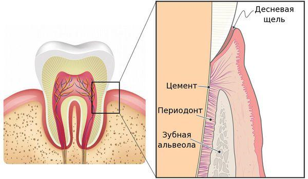 Периодонт еще называют связками, которые держат зуб на месте Фото: Яндекс.Картинки