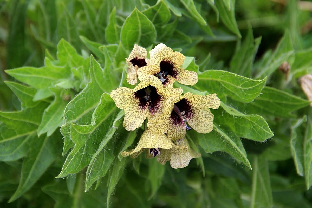 белена черная (hyoscýamus níger). белена чёрная. белена черная классификация. белена черная содержит. белена черная ядовитое растение.