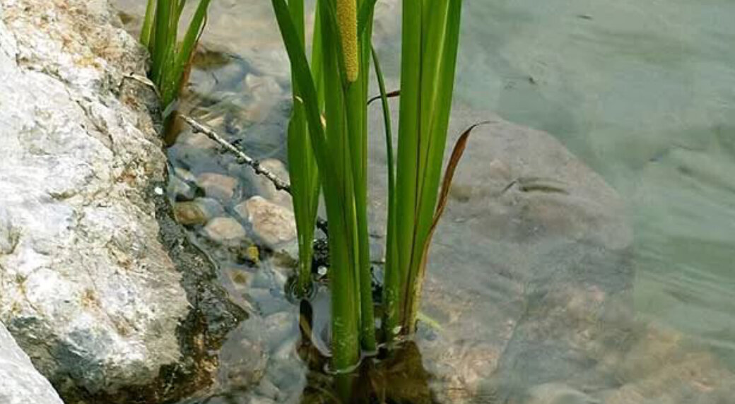 Фото: indianspices.su