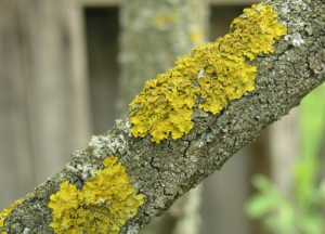 Лишайник на дереве