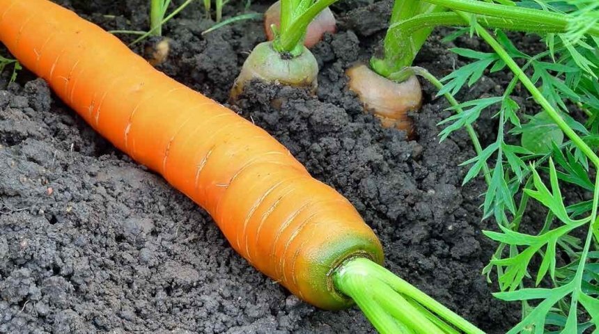 как называется верхушка моркови