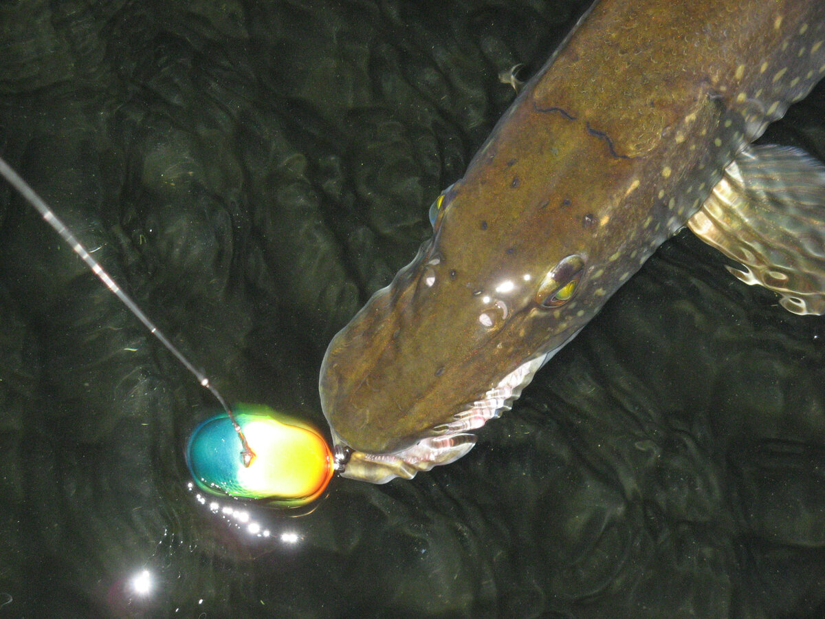 Крупная щука предпочитает крупную приманку