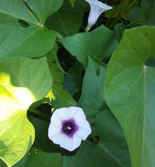 Листья батата похожи на листья вьюнка, а цветы-                                                                                  на цветы колокольчика.