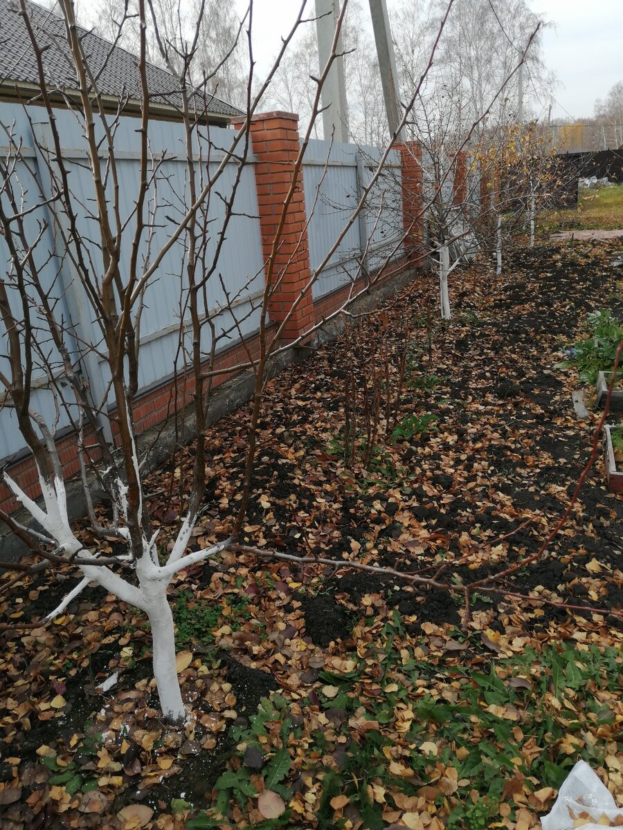 Фото автора. Яблони и груши