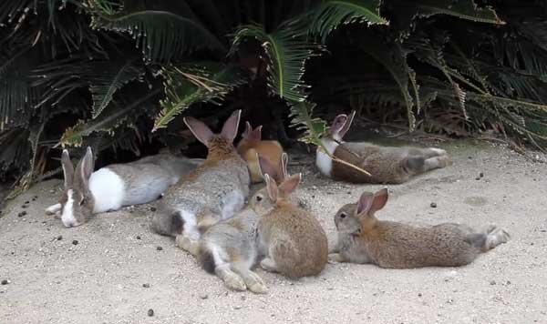 Как правильно случать кроликов? | Дача cадовода
