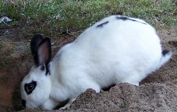 Что нужно знать о ниппельных поилках для кроликов