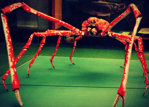 Японский краб-паук