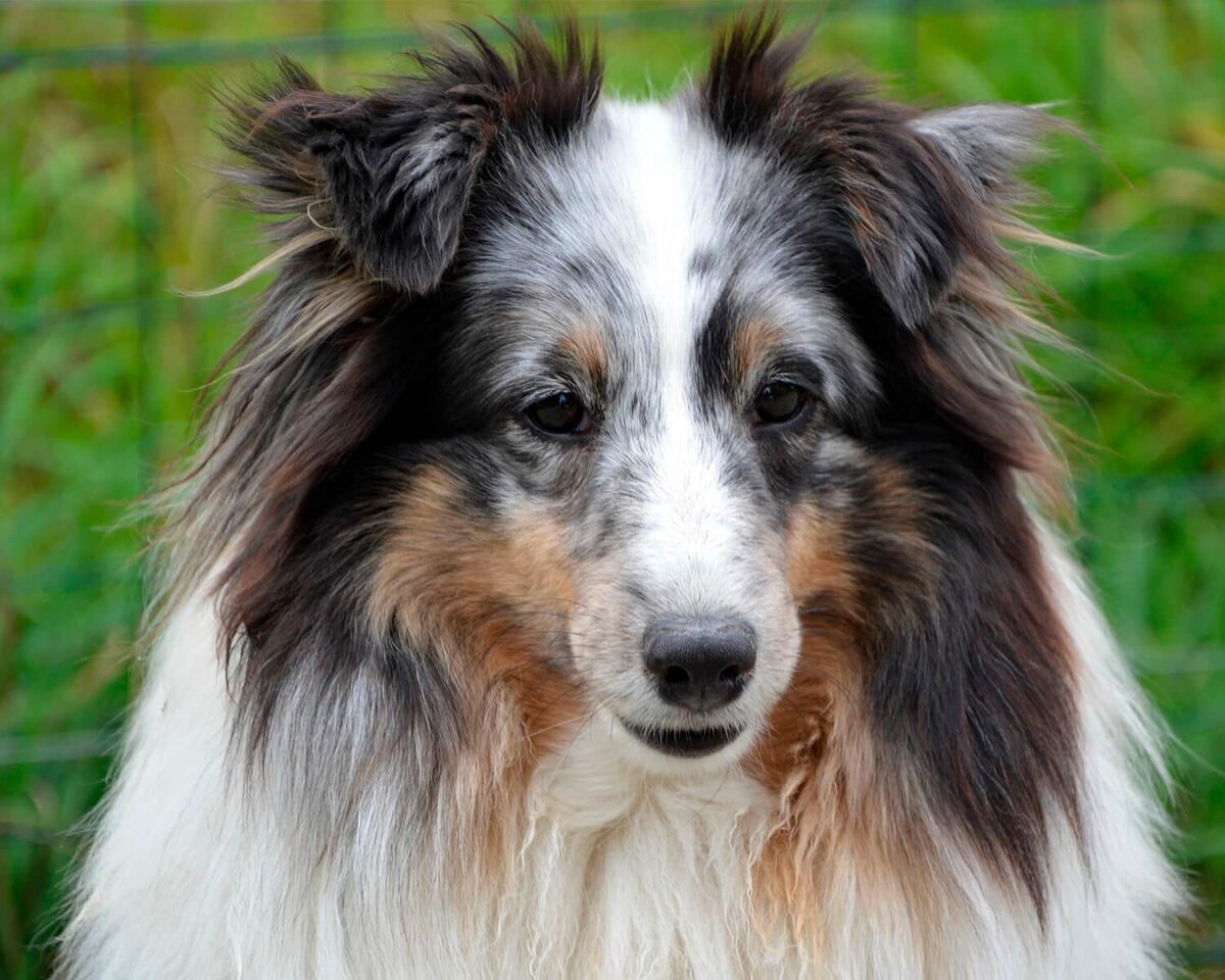 Собака породы шелти