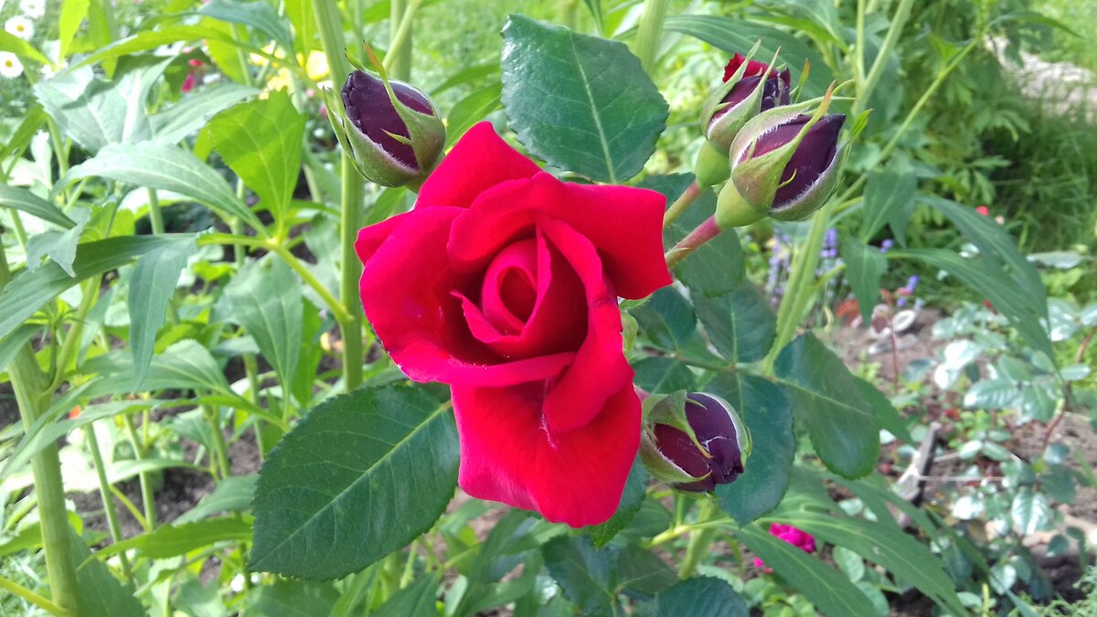 В полуроспуске, бутоны свекольного цвета.