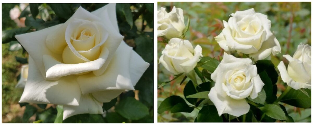 Роза Белый Лебедь: особенности сорта, посадка, выращивание, уход, отзывы Наш сад