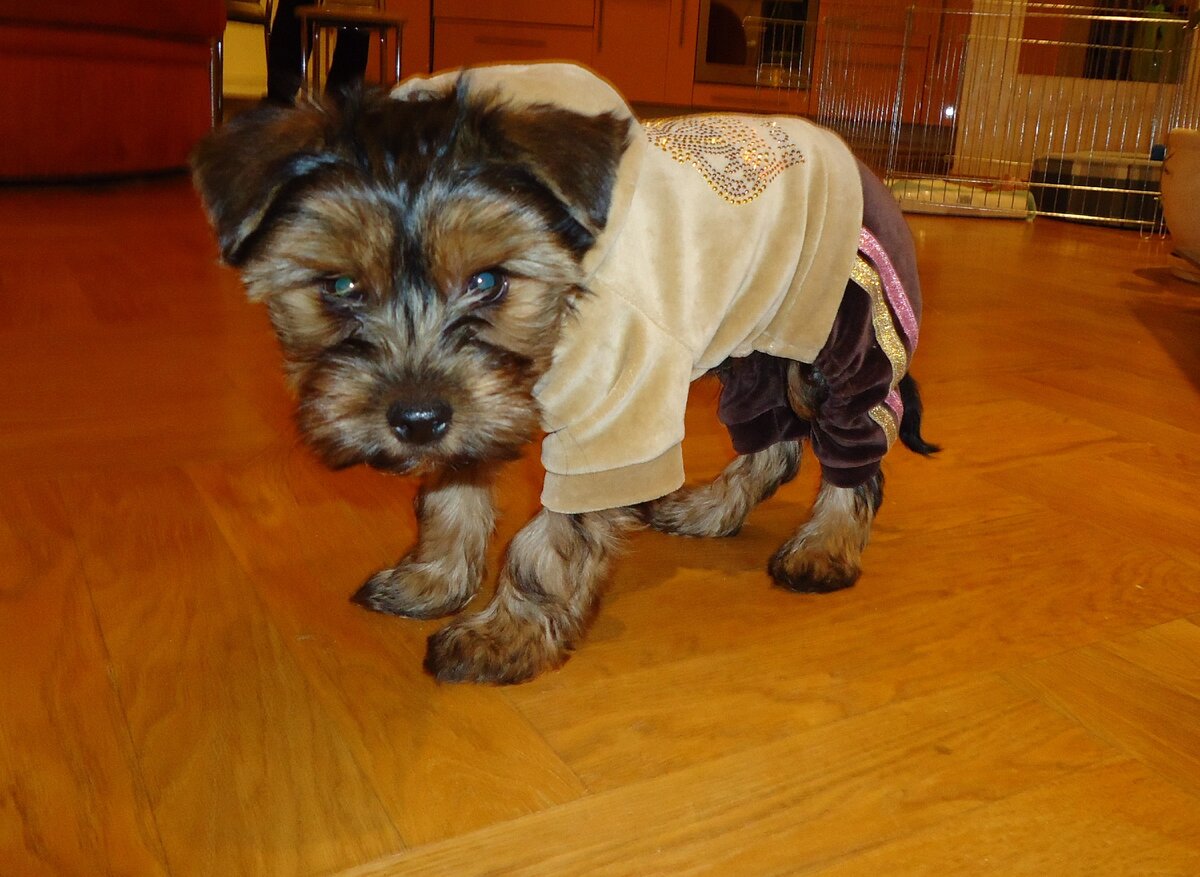 Своенравный с уверенным взглядом щенок очень способный к дрессуре.