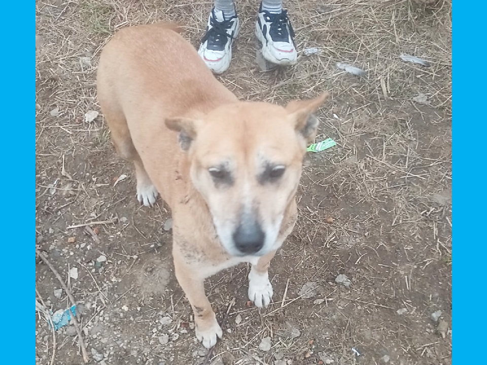 Фото собаки из нашего города, которая появилась неожиданно в одном из дворов и так же неожиданно исчезла через несколько дней. Фото не относится к теме статьи, взято для привлечения внимания. 