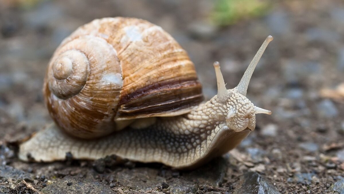 источник: https://fotovmire.ru